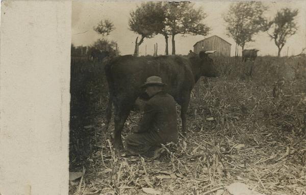 Milking a Cow Outdoors