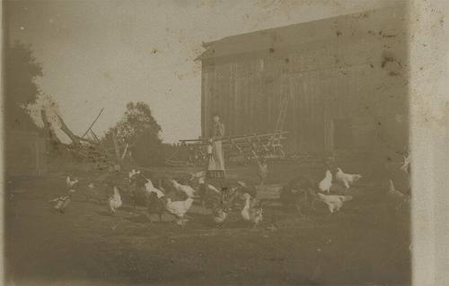 A Woman and Her Flock of Chickens