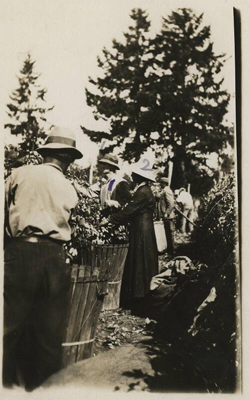 Picking Hops