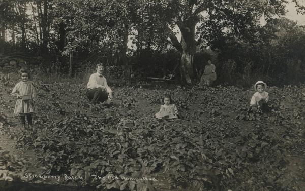 Strawberry Patch