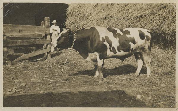 Holstein Bull