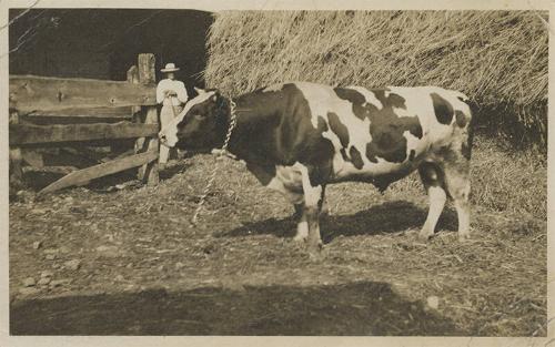 Holstein Bull
