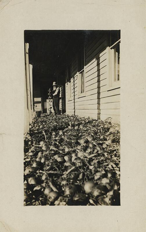J.A. Colby's Onion Harvest