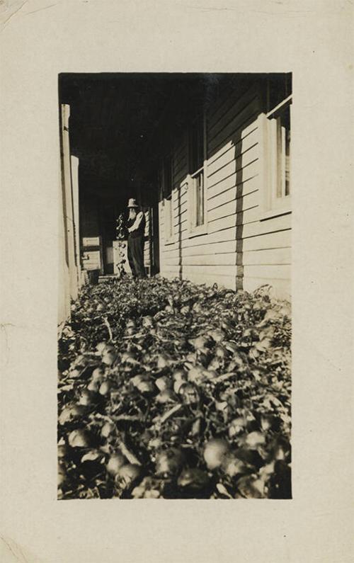 J.A. Colby's Onion Harvest