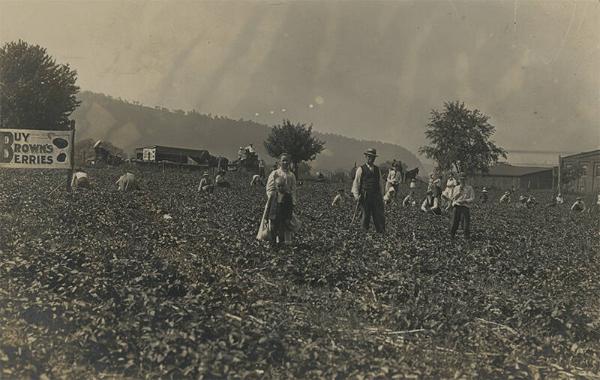 Brown's Berry Farm