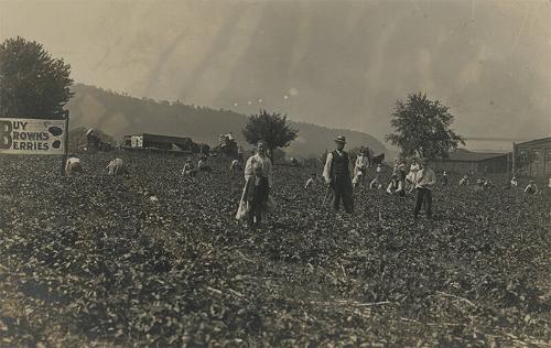 Brown's Berry Farm