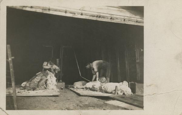 Shearing Sheep