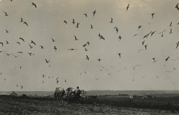 Mowing a Field on Long Island