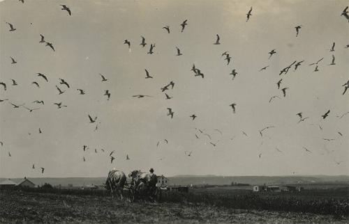 Mowing a Field on Long Island