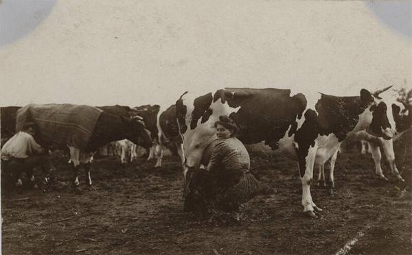Milking Cows in a Field