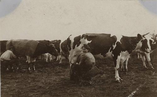 Milking Cows in a Field
