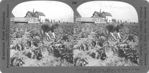 Gathering Eggplants near Buffalo, NY
