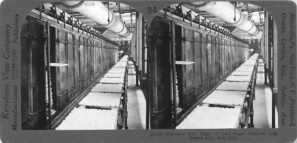 Conveyor with Trays of Loaf Sugar