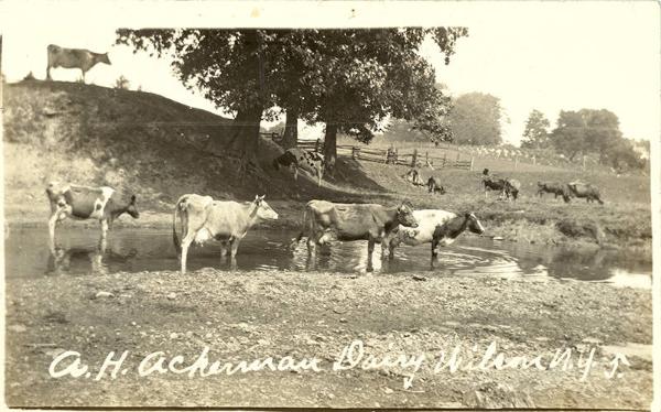 Cows at A.H. Acherman Dairy