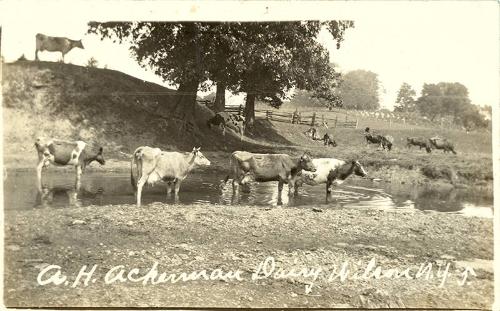 Cows at A.H. Acherman Dairy