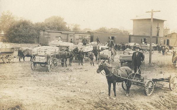 Shipping Grapes, Forestville, NY