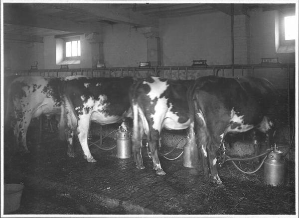 Cows at Francis Farm