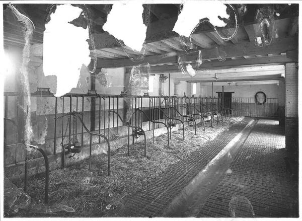 Stanchions in the Milk House