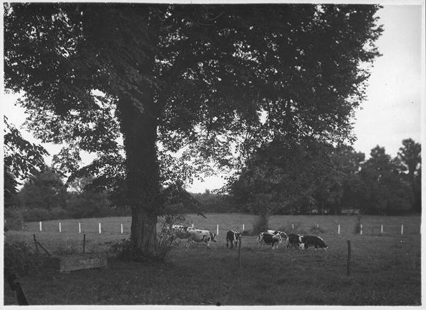 Cows in the Field