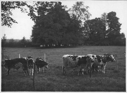 Cows Standing in a Field