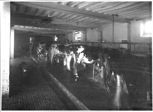 Cows in Milking House