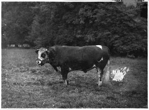 Cow in Field