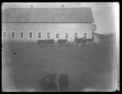Cows Next to Barn