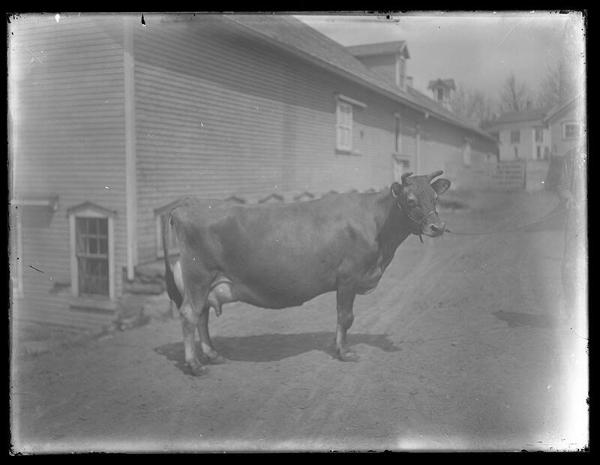 Cow on Road
