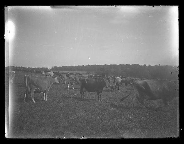 Cows in Field