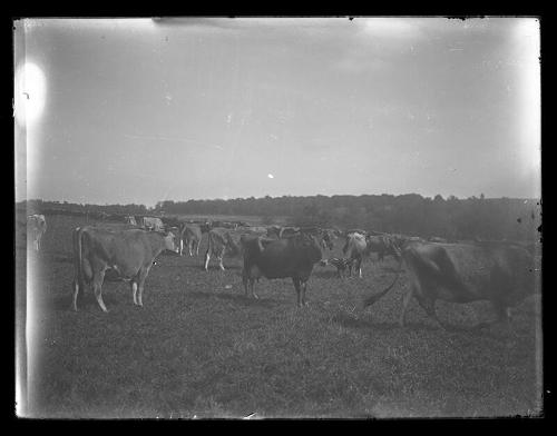 Cows in Field