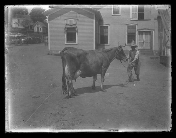 Man and Cow
