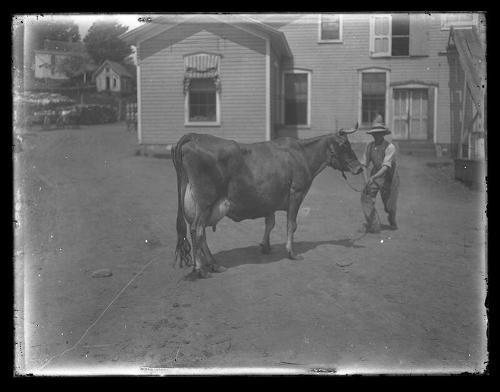 Man and Cow