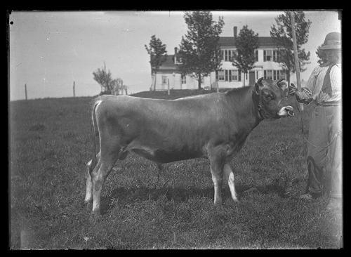 Man and Cow in Field
