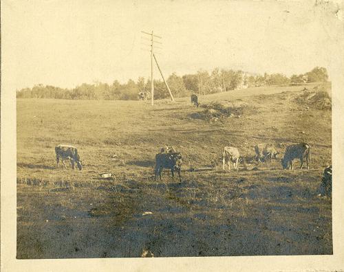 Cows and Power Pole