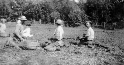 Picking in a Field