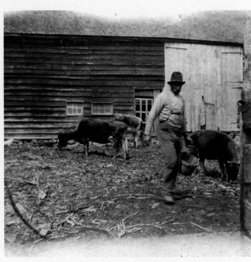 Cows in a Barnyard