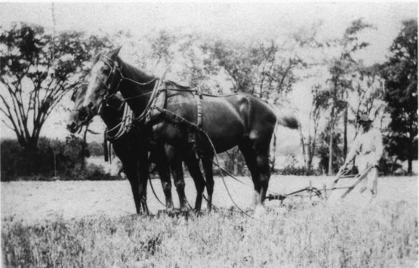 Two Horses Plowing a Field