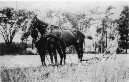 Two Horses Plowing a Field