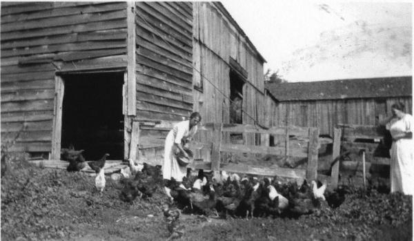 Feeding the Chickens