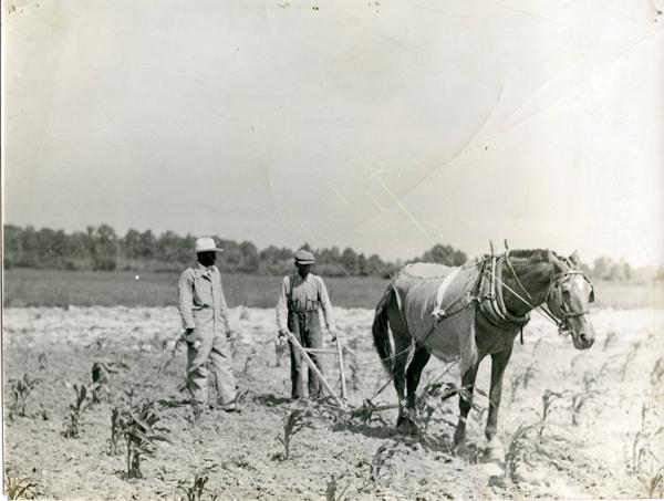 Working in a Corn Field