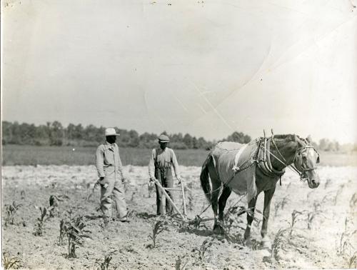 Working in a Corn Field