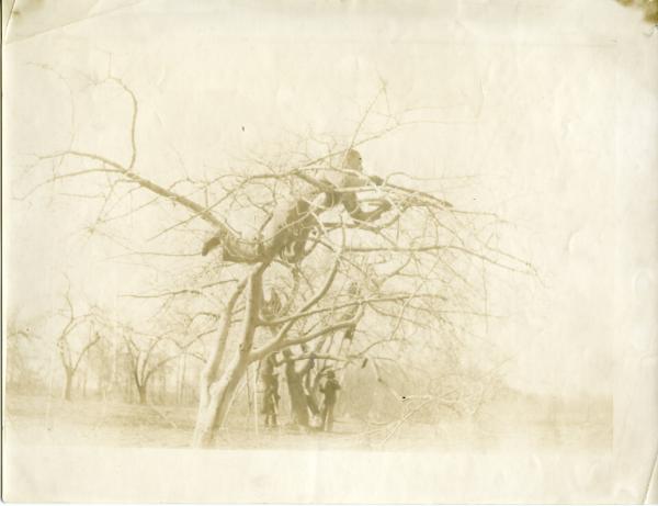 Pruning the Fruit Tree