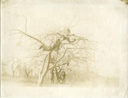 Pruning the Fruit Tree