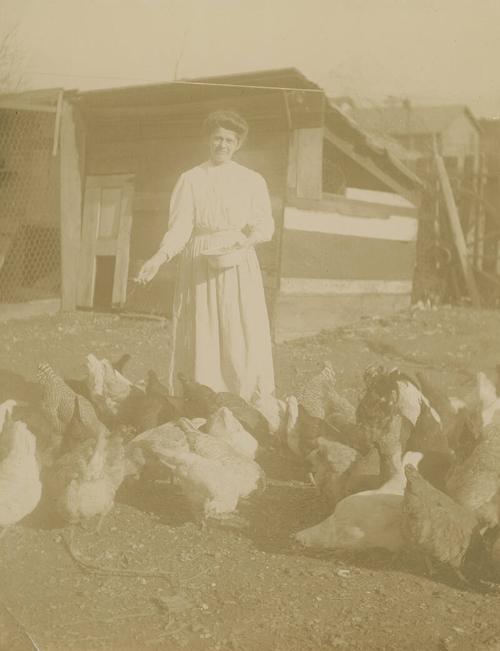 Woman Feeding Chickens