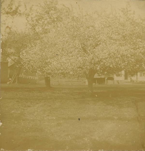 Flowering Tree