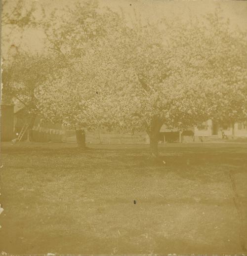 Flowering Tree