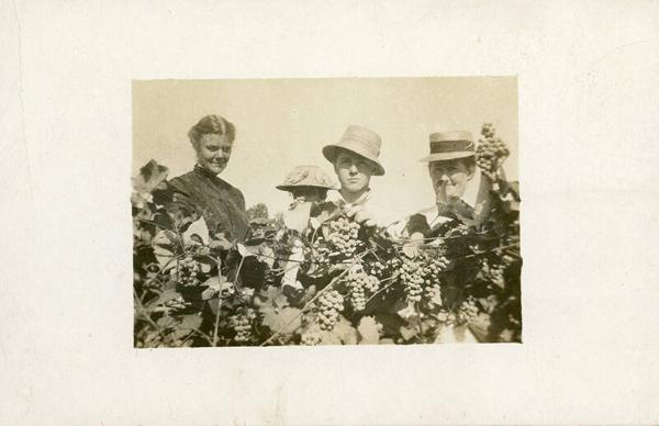 Grape Harvest, Upstate New York