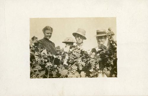 Grape Harvest, Upstate New York