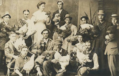 Group Holding Roosters