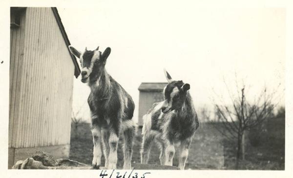 Two Baby Goats